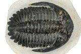 Hollardops Trilobite Fossil - Orange Eye Facets #357349-3